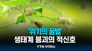 꿀벌 사라지면 인간도 멸종   생태계 위협 경고 | 과학뉴스 24.05.28