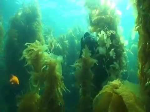Isthmus Reef kelp forest