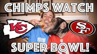 Chimps Watch Super Bowl with Special Treats  | Chimp Dinner Live