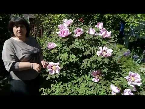 Video: Pokok Peony