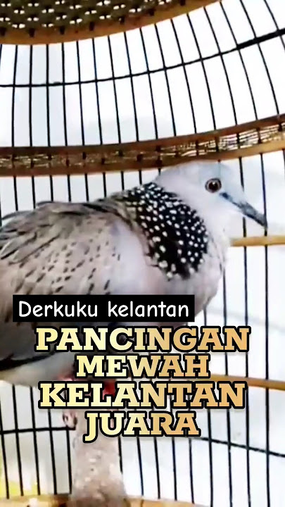 Pancingan derkuku kelantan #burung #birds #derkuku #kelantan