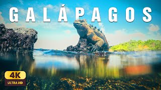 Galápagos – The Islands of Time | Relaxing Ocean Ambience & Nature Sounds 4K screenshot 3