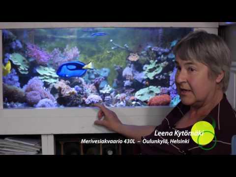 Akvaario: Leena Kytömäen merivesiakvaario