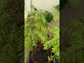 The fruit ruit of the Curry leaf is also highly Valuable 🌿#shorts#ytshort #healthytips#curryplant