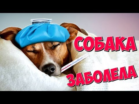 КАК ПОНЯТЬ, ЧТО СОБАКА ЗАБОЛЕЛА?