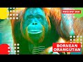 Борнейский орангутанг Московский зоопарк Bornean orangutan Moscow zoo ओसेन्सी 猴子猩猩 オランウータン 오랑우탄