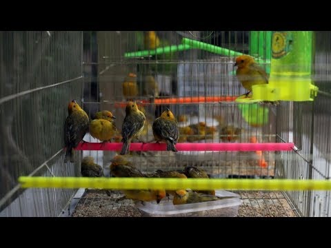 Видео: Контрабанда птиц через границу - приключения в государственном сельском хозяйстве