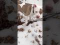 Neptune the Pitbull - Look at my new stick 