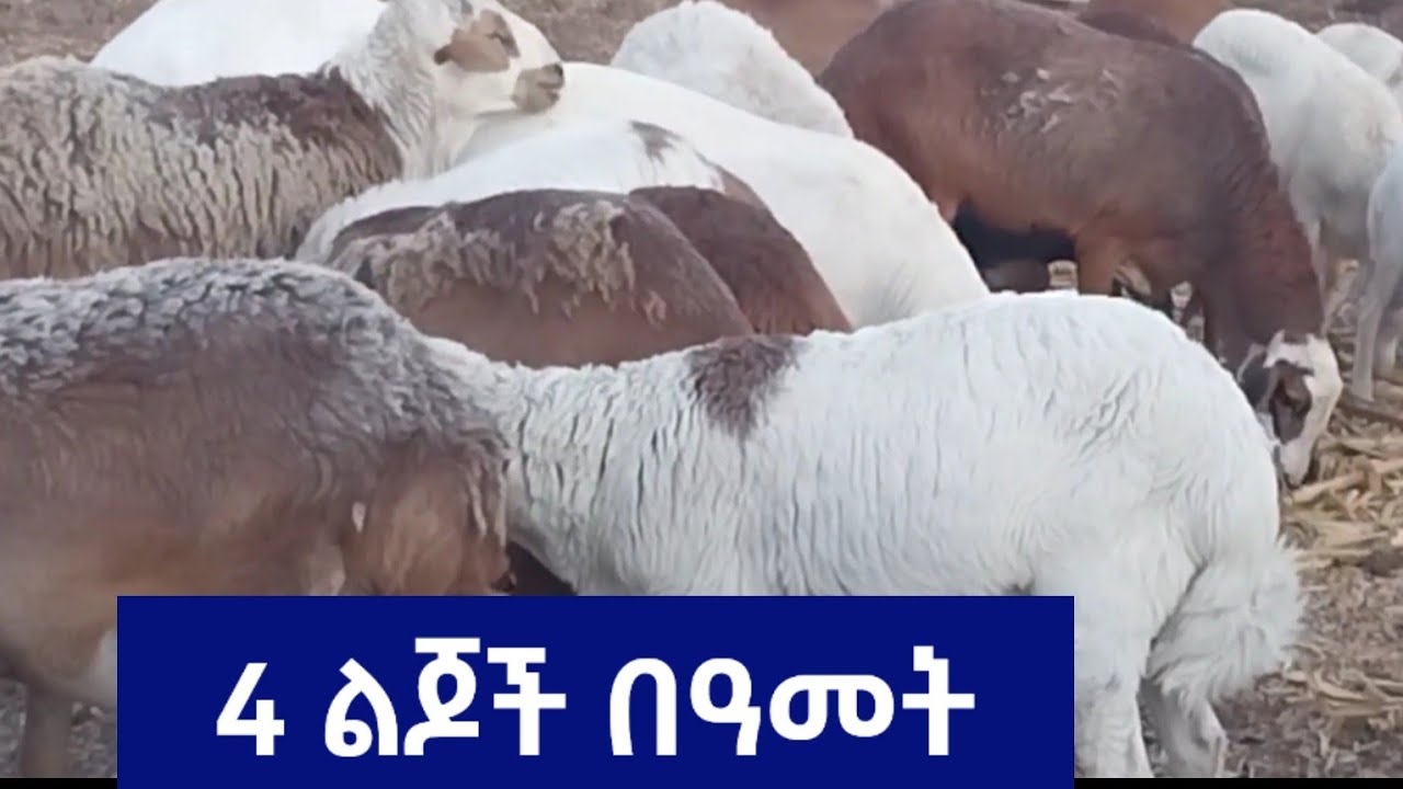 በበግ እርባታ ውጤታማ ለመሆን መታወቅ ያለባቸው ወሳኝ ነጥቦች | በግ እርባታ አዋጭ ነው | #sheep #goatsheepfarm