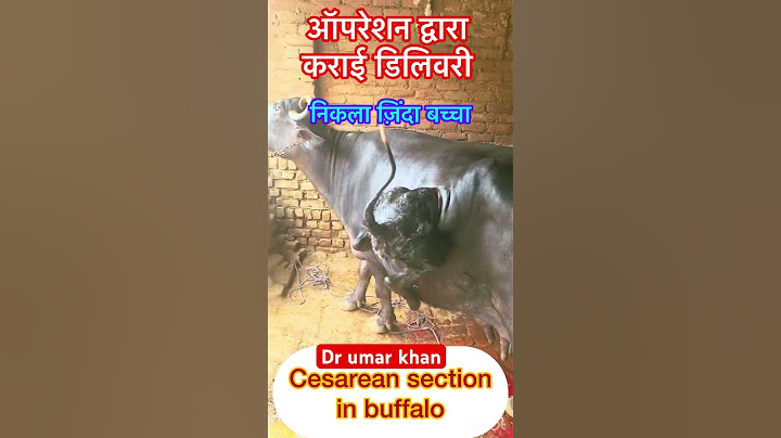 Cesarean section in buffalo l dr Umar khan