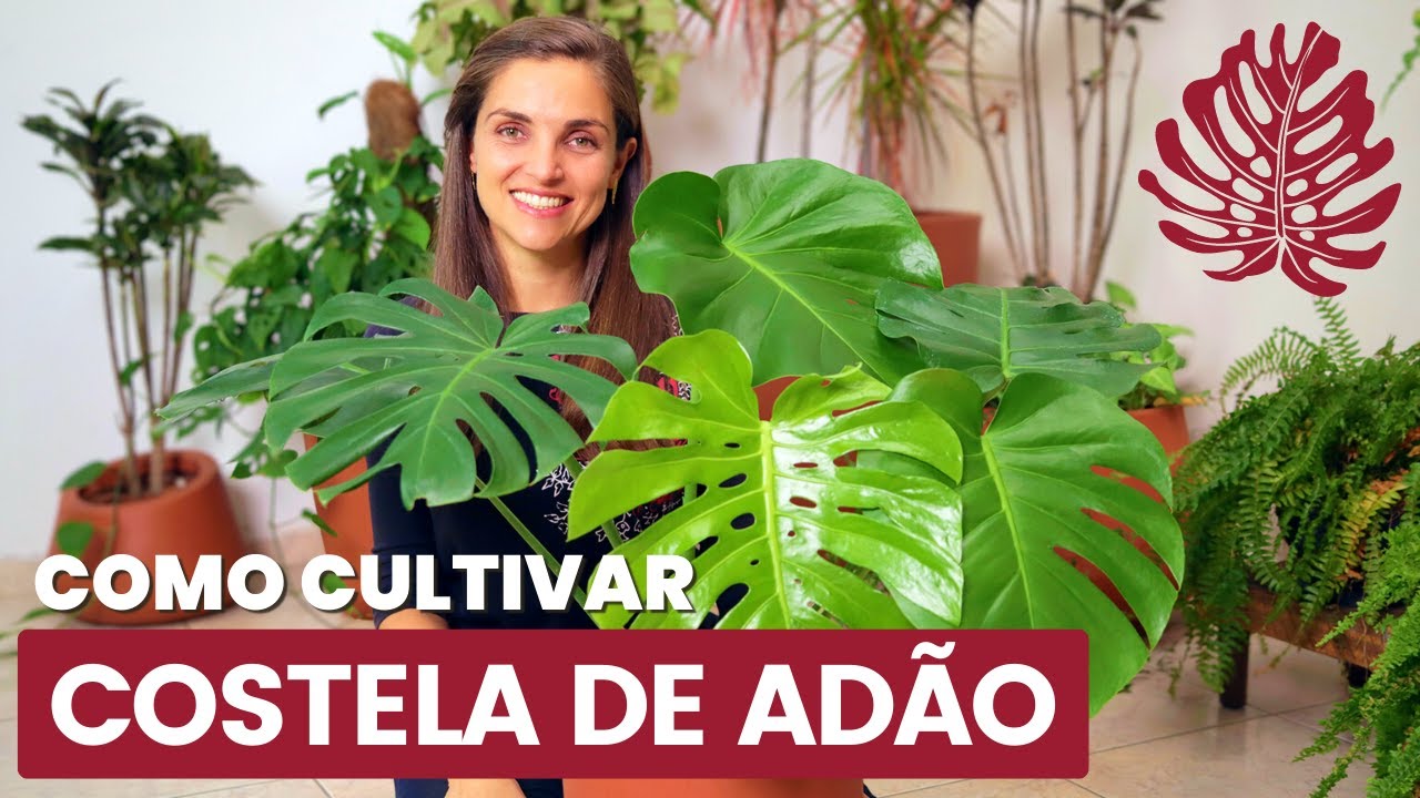 COMO Cultivar COSTELA DE ADÃO - Monstera deliciosa 🌱🌿💚 | Mania de Flor