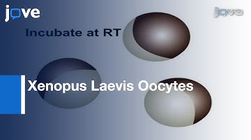 Microinjection: Xenopus Laevis Oocytes l Protocol Preview
