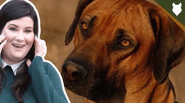 You NEED To KNOW This Before Getting A RIDGEBACK