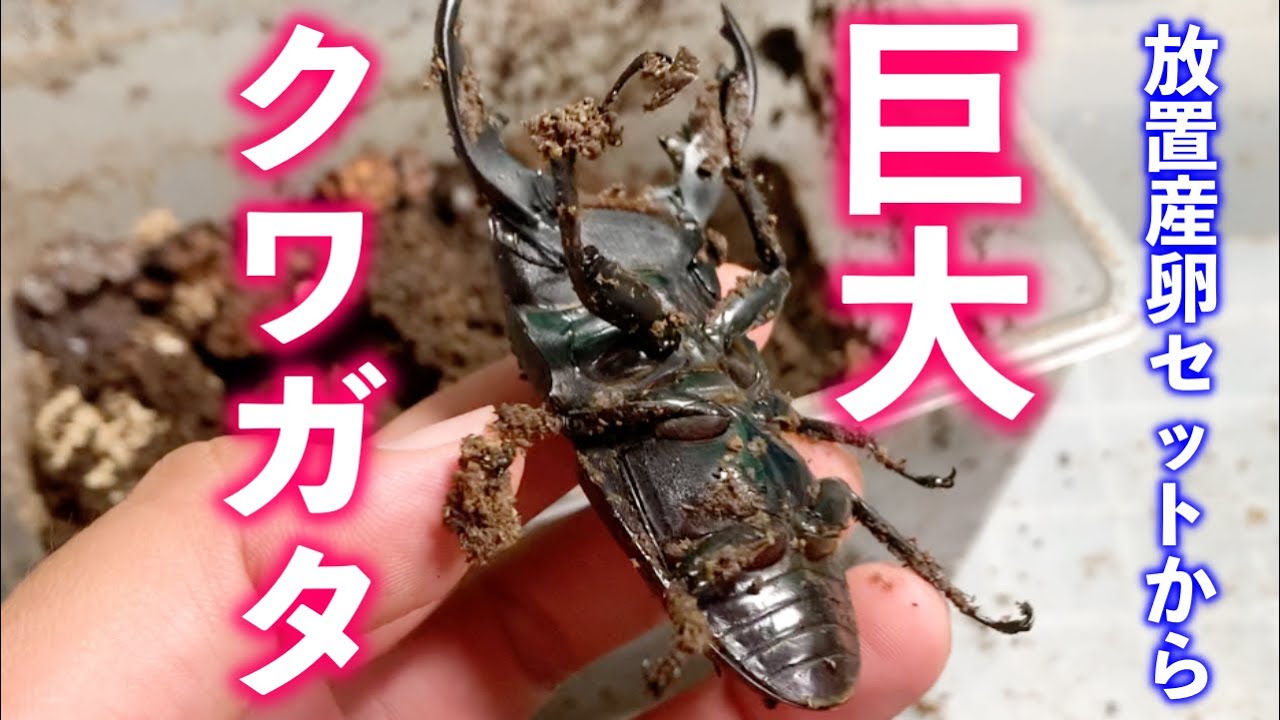 衝撃の結末】約1年放置した産卵セットを掘り出してみたら巨大な