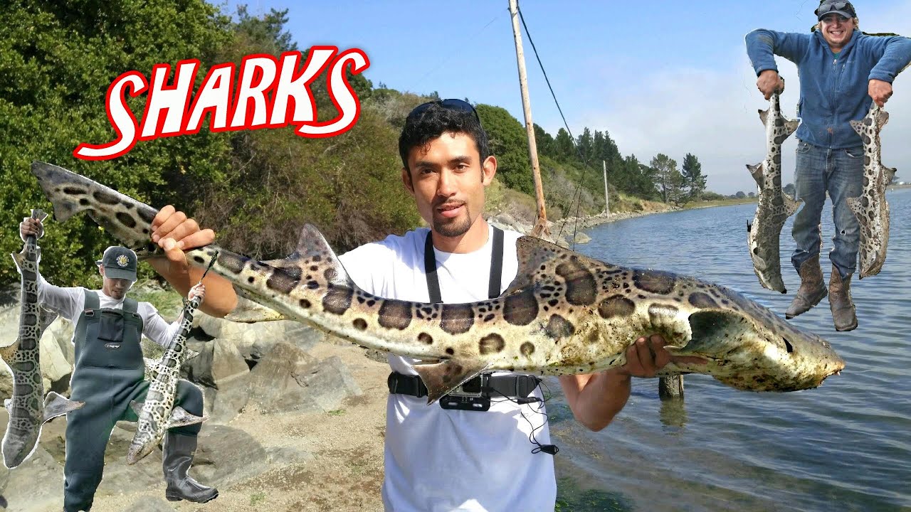 Leopard Shark Fishing. 12 Sharks, 1 Ray, 1 day all between 4855 inches