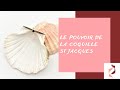 Le pouvoir de la coquille St Jacques