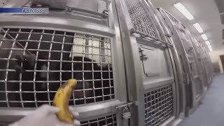 Fight continues to release retired medical research chimps from Alamogordo testing facility