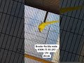 YELLOW RINGNECK I FOR SALE I PARROT TO BIRDS