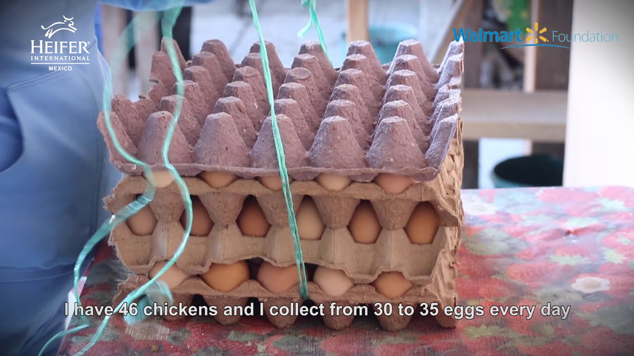 Productoras rurales de huevo. Huahuaxtla , Xochitlán - Puebla