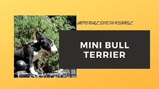 Bull Terrier Gabi, all about raising such breeds of dogs as the Bull Terrier.