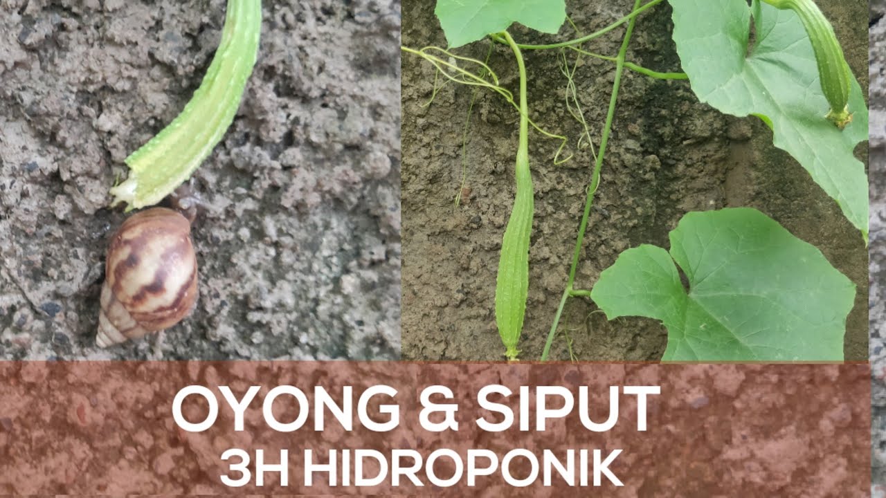 Cara menanam OYONG, hati2 banyak hama SIPUT 