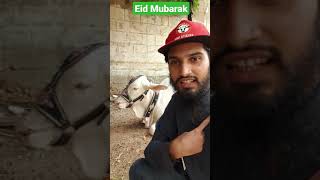 Eid Mubarak from Cattle Market Karachi #EidMubarak #BakraEid  #Shorts