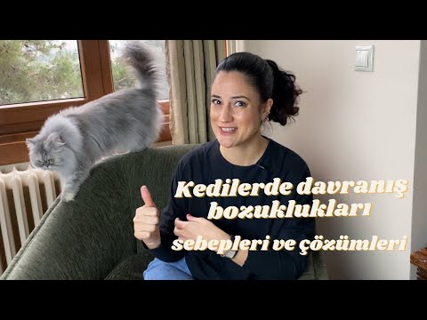 Video: Kedilerde Agresif Davranış Nedenleri