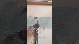 Red Checker Male on First molt