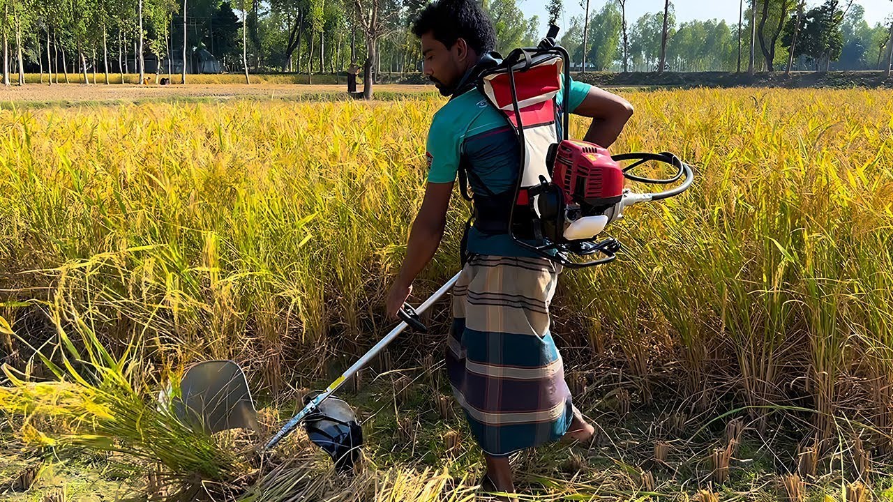 Dhan Katne Wala Machine Dhan Bahut Fast Cutting Kare Is Machine Se