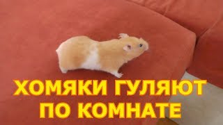 Хомяки гуляют по комнате Хомяки гуляют по комнате