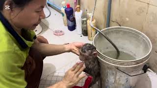 After Mary takes a shower she drinks milk #animals #monkey #asmr