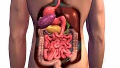 Que tipo de células podem ser encontradas no corpo humano?