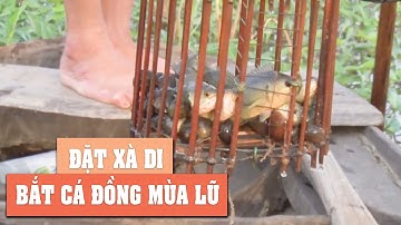 ĐẶT XÀ DI BẮT CÁ RÔ ĐỒNG TĂNG THU NHẬP | HAI LÚA TV