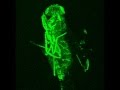 Glowing Fruit fly