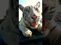 Dubai King Sheikh Lamborghini Tiger Dubai Humaidalbuqaish Uae Shorts Youtubeshorts