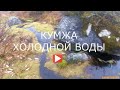 КУМЖА ХОЛОДНОЙ ВОДЫ / Brown trout in autumn