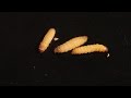 Wax Worm to Moth -  Life Cycle in one minute