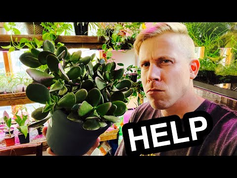 4 Reasons your Jade Plant is Dying