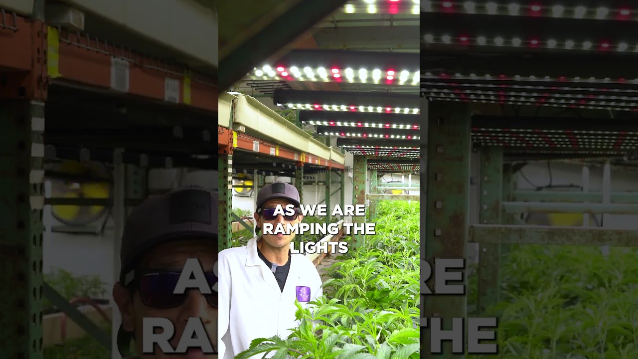 THC Design's Irrigation Process