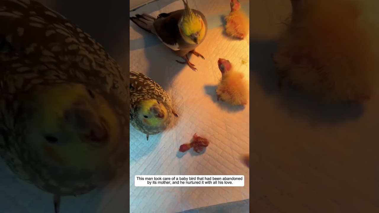 This man rescued an abandoned baby bird and raised it with love...