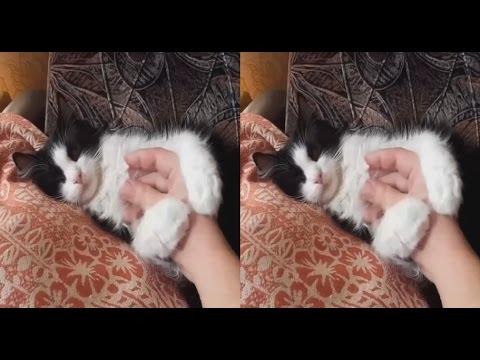  Lazy  CAT  3D  Cat  Rest 3d  vr video Google Cardboard 