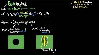 Autotrophic and heterotrophic nutrition | Life processes | Class 10 Biology | Khan Academy