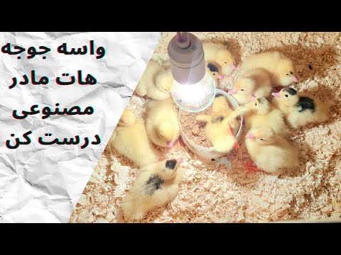 تصویری: گومی یا غاز چند شاخه - انواع و روش ها