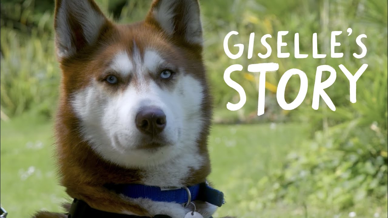 Giselle finds her paws | Battersea Stories