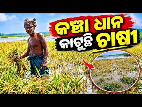 କଞ୍ଚା ଧାନ କାଟୁଛି ଚାଷୀ! ବନ୍ୟା ପାଣିରେ ବୁଡ଼ିଲା ହଜାର ହଜାର ଏକର ଚାଷ | Kendrapada Flood