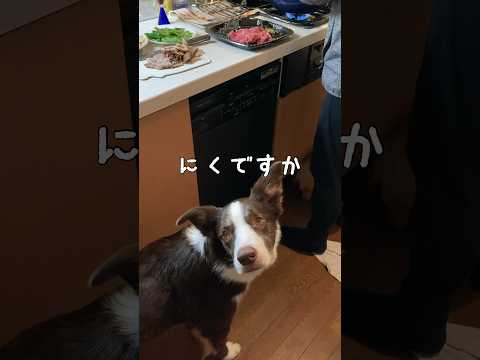 ぼくすごくいいこです Dog