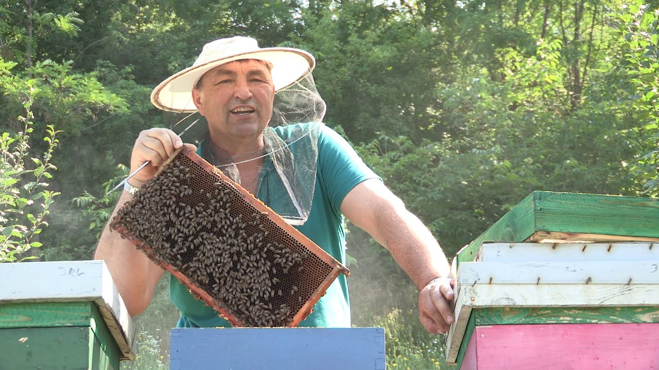 Boja meda ep. 122 07.07.2020. Lipova paša, šumski med, dobra matica važna za zimovanje
