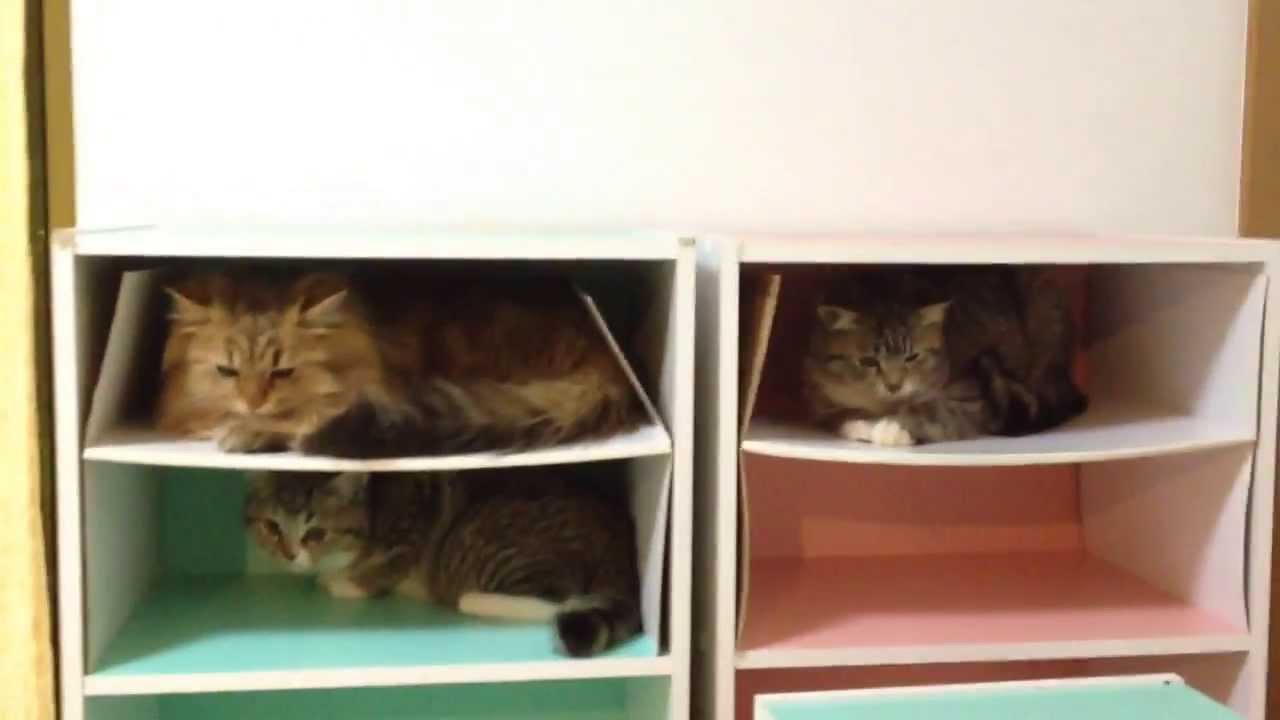 可愛い画像 キャットマンション cat apartment