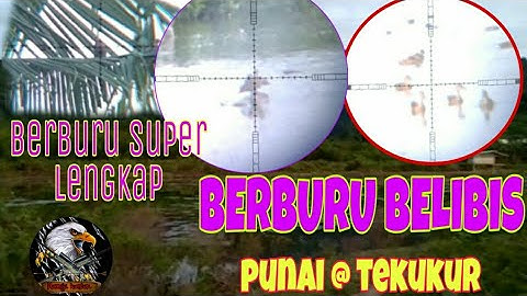 BERBURU BELIBIS ||Punai dan tekukur