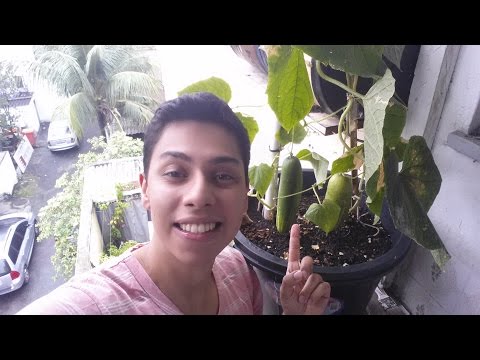 Como Plantar Pepino (inicio ,meio,fim)